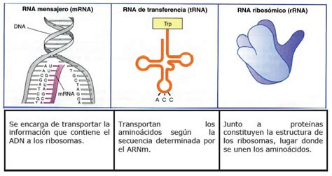 Ácido Ribonucleico  ARN  » Blog de Biología