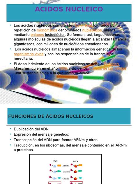 Acidos Nucleico Trabajo | Rna | Ácidos nucleicos | Prueba gratuita de ...