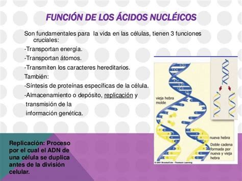 Acidos nucleicos  1