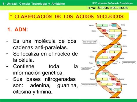 áCidos nucleicos 2015