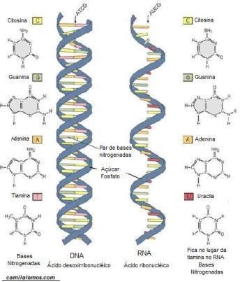 *Ácidos Nucleicos* A  Cite os 2 tipos de ácidos nucleicos e explique a ...