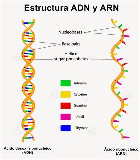Ácidos nucleicos: ácido desoxirribonucleico  ADN  y ácido ribonucleico ...