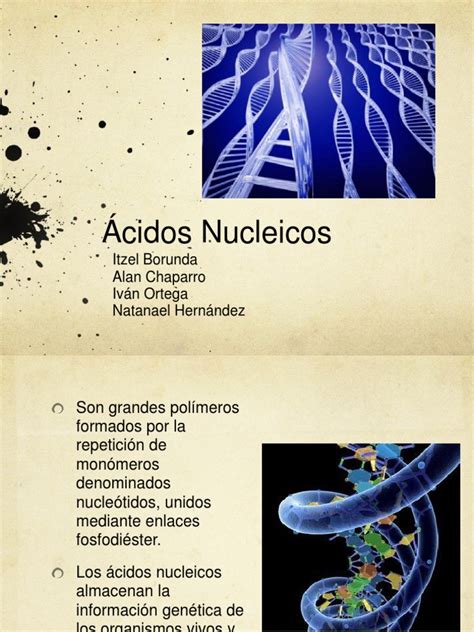 Acidos Nucleicos | Ácidos nucleicos | ARN