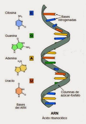 Ácidos Nucleicos: Ácidos nucleicos