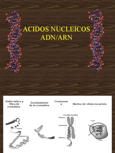 Acidos Nucleicos Adn/Arn | Rna | Ácidos nucleicos