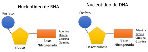 Ácidos Nucleicos | Biologia dos grandes