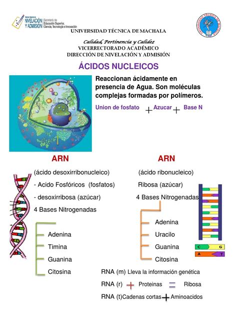 Acidos nucleicos by Un Tal Jaime Romero   Issuu