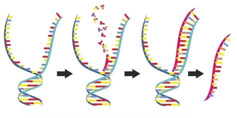 Ácidos Nucleicos   Concepto, ADN, ARN, estructura y funciones