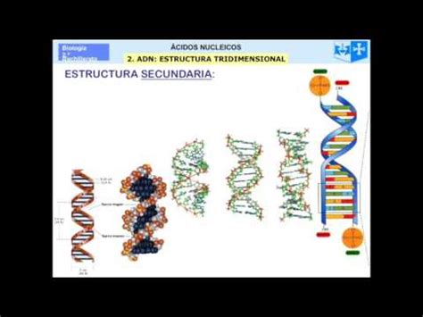 Acidos nucleicos_Conceptos clave   YouTube