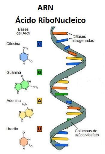 acidos nucleicos dibujos para niños   Búsqueda de Google | Medical ...
