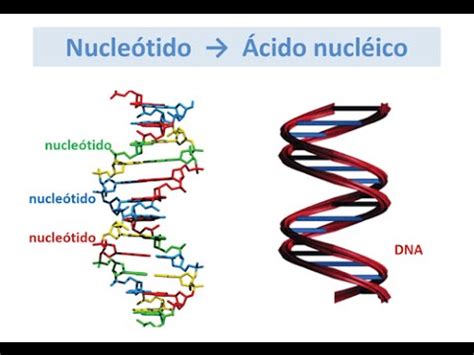 Ácidos Nucleicos  estructura    Biología   YouTube