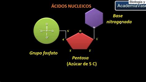 Ácidos Nucleicos   Estructura química   YouTube