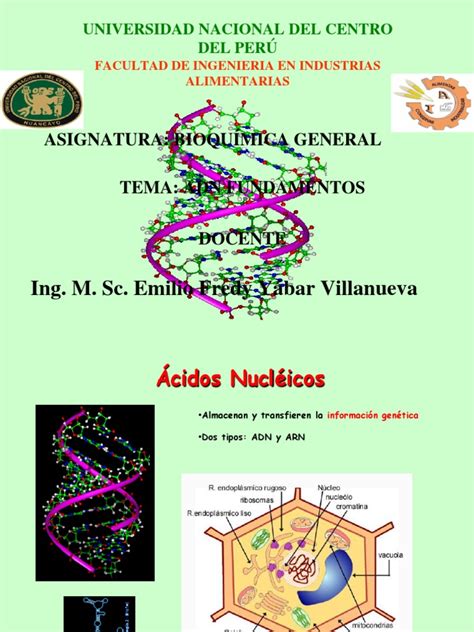 ACIDOS NUCLEICOS FUNDAMENTO | Ácidos nucleicos | Nucleótidos