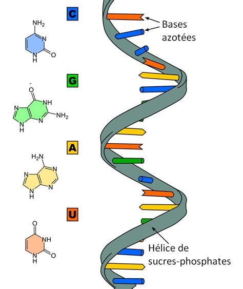 Ácidos nucléicos: Los ácidos nucleicos
