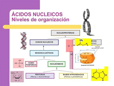 Acidos nucleicos