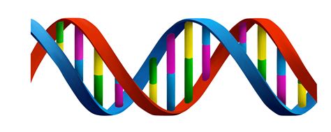 Ácidos nucleicos   O que são, resumo, estrutura, bases, DNA e RNA
