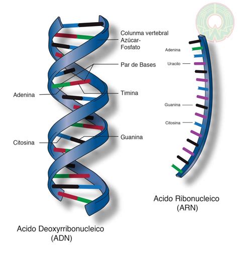 ÁCIDOS NUCLEICOS: ¿POR QUÉ EL URACILO NO ESTÁ PRESENTE EN EL ADN ...