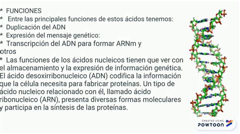 acidos nucleicos.pptx   YouTube