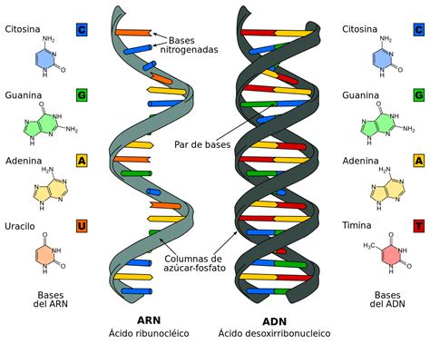 Ácidos Nucleicos Qué son, Funciones y Estructura   ADN y ARN