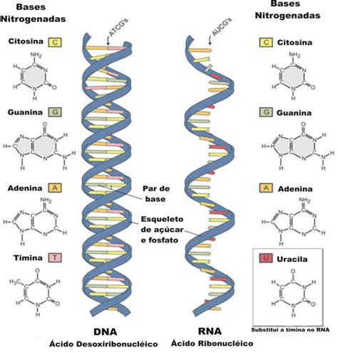Ácidos Nucleicos – BioFour