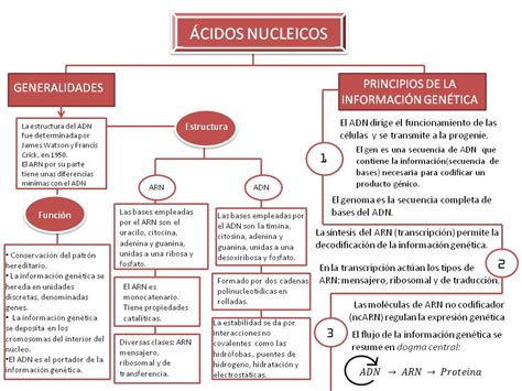 ACIDOS NUCLEICOS | SALESIANOS SCIENCE