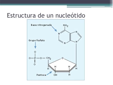 áCidos nucleicos, vitaminas y minerales