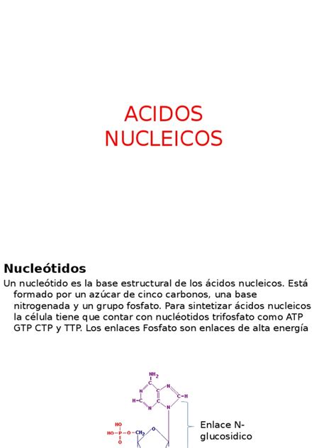 Acidos Nucleicos y Proteinas | Rna | Ácidos nucleicos