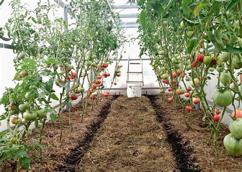 Acolchar los tomates en el invernadero: qué se puede multiplicar, cómo