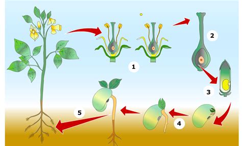 ACT 3º/ 4º ESO DEL IES MIGUEL CRESPO: Observación de un embrión vegetal ...