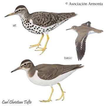Actitis macularius – Birds of Bolivia