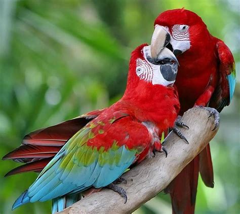 Activating Thoughts: Beautiful Parrots Wallpapers