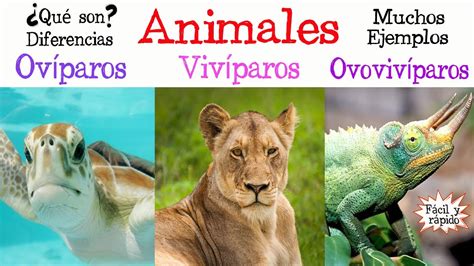 Actividades De Animales Oviparos Y Viviparos / Diferencias entre ...