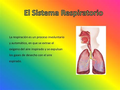 Actividades sobre el sistema respiratorio