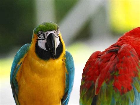 Activista suizo liberó a todas las aves exóticas de un Zoo ...