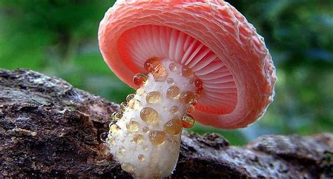 Actualidad: El reino fungi | NOTICIAS OJO PERÚ