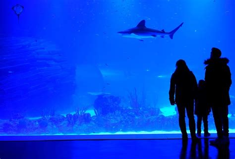 Acuario    ¡Ven a Atlantis Aquarium Madrid en Centro Comercial intu ...