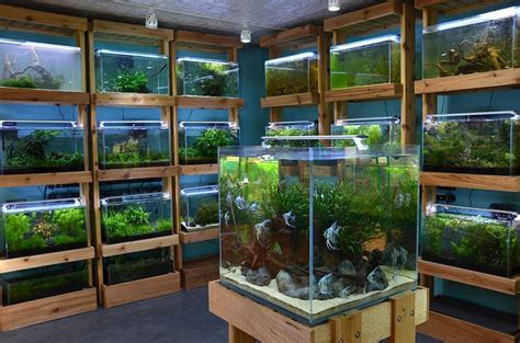 Acuario Zen, Seattle. Tienda de peces tropicales, plantas acuáticas y ...