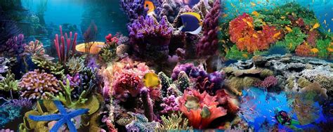 #Acuarium fish #Peces de acuarios | Coral reef wallpaper ...