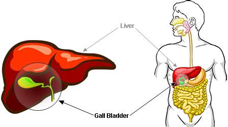 Acupressure Points for Gallbladder Diseases   A Natural ...
