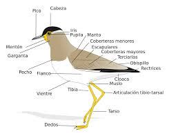 adaptaciones de las aves dadas por su evolución en el tiempo