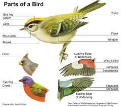 adaptaciones de las aves dadas por su evolución en el tiempo