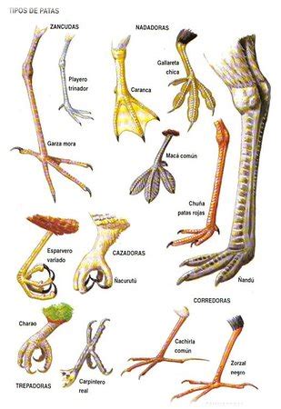 Adaptaciones de patas de aves   Picture of Typic Chile ...
