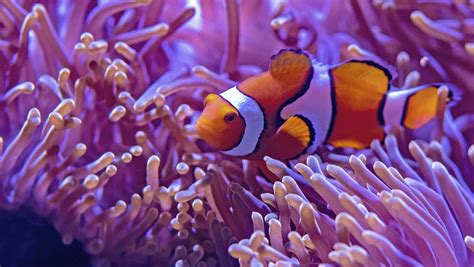 ¡Adiós, Nemo! Pez payaso entra en la lista de especies amenazadas por ...