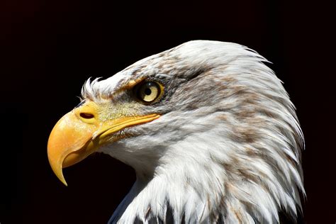 Adler Aigle À Tête Blanche Bird · Photo gratuite sur Pixabay