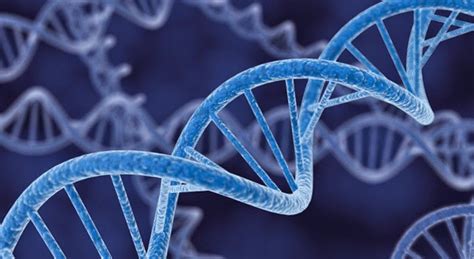 ADN  ácido desoxirribonucleico  AMP| Ultimo Avivamiento