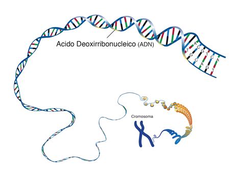 ADN  Ácido Desoxirribonucleico  | NHGRI