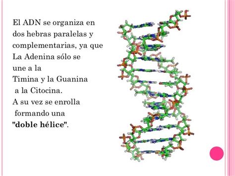 Adn :estructura y función, conceptos básicos de genética, 1ra y 2da