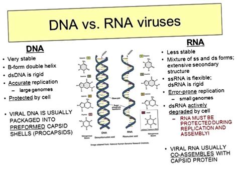 ADN vs virus de ARN | 2020