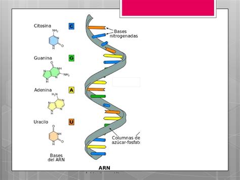 ADN Y ARN