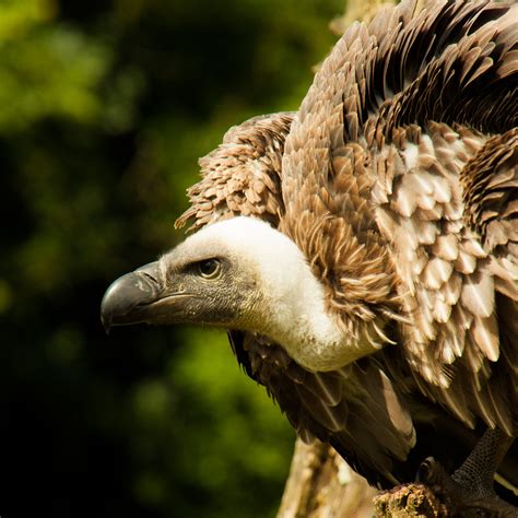 Adopt Cassius the African White backed Vulture   Hawk ...